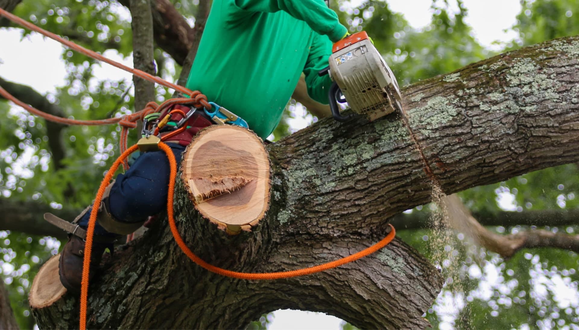 Relax with Grand Rapids best tree removal.