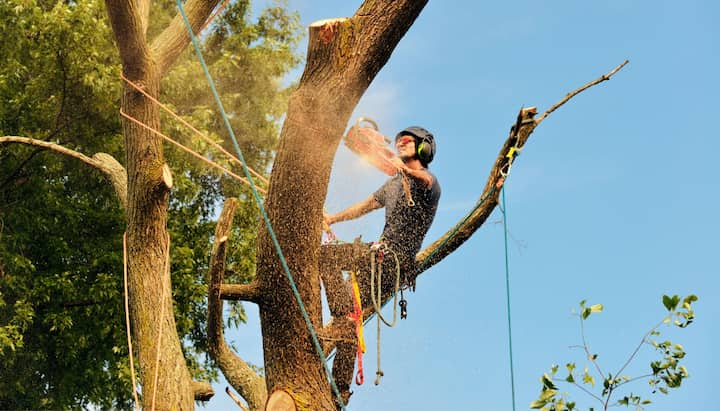 Grand Rapids tree removal experts solve tree issues.