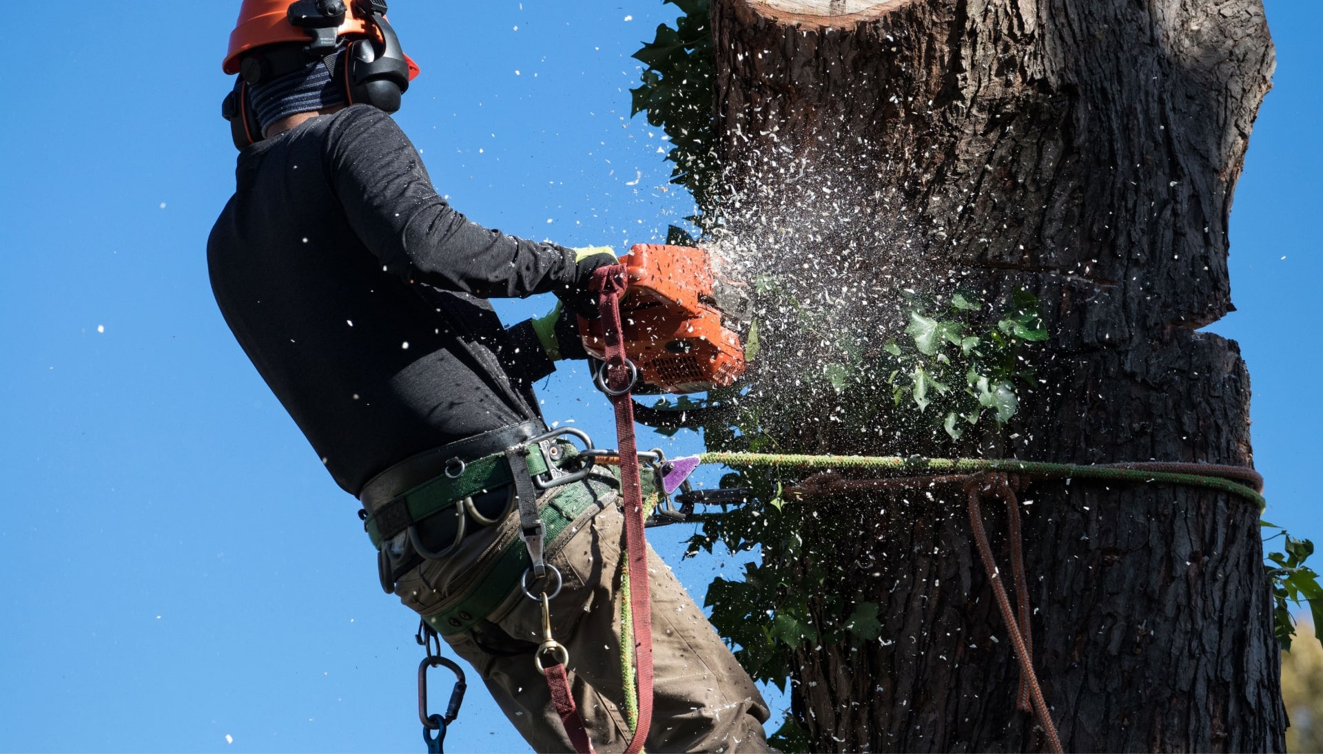 Professional Tree removal solutions in Grand Rapids